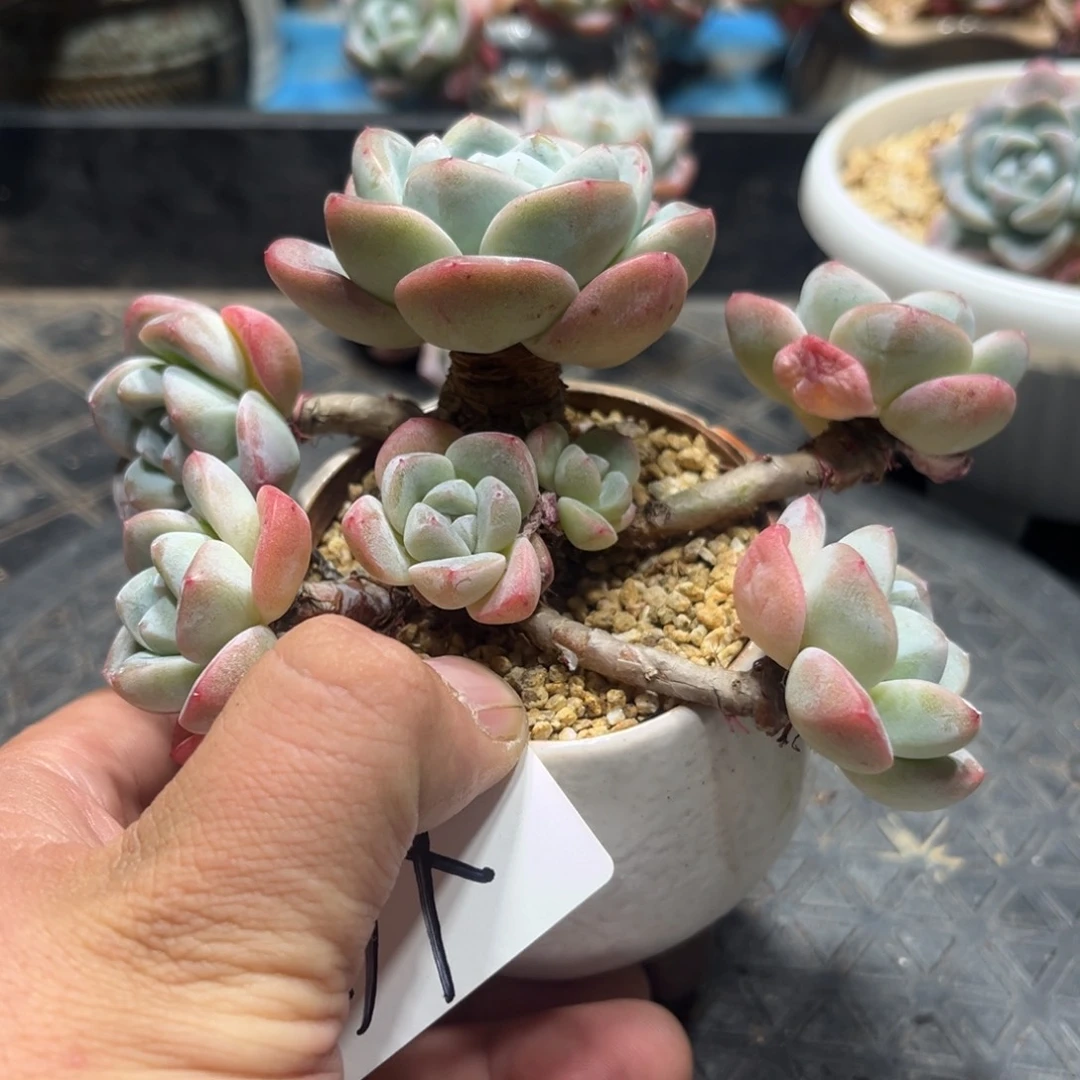 Dx 专拍冰玉飘枝老桩