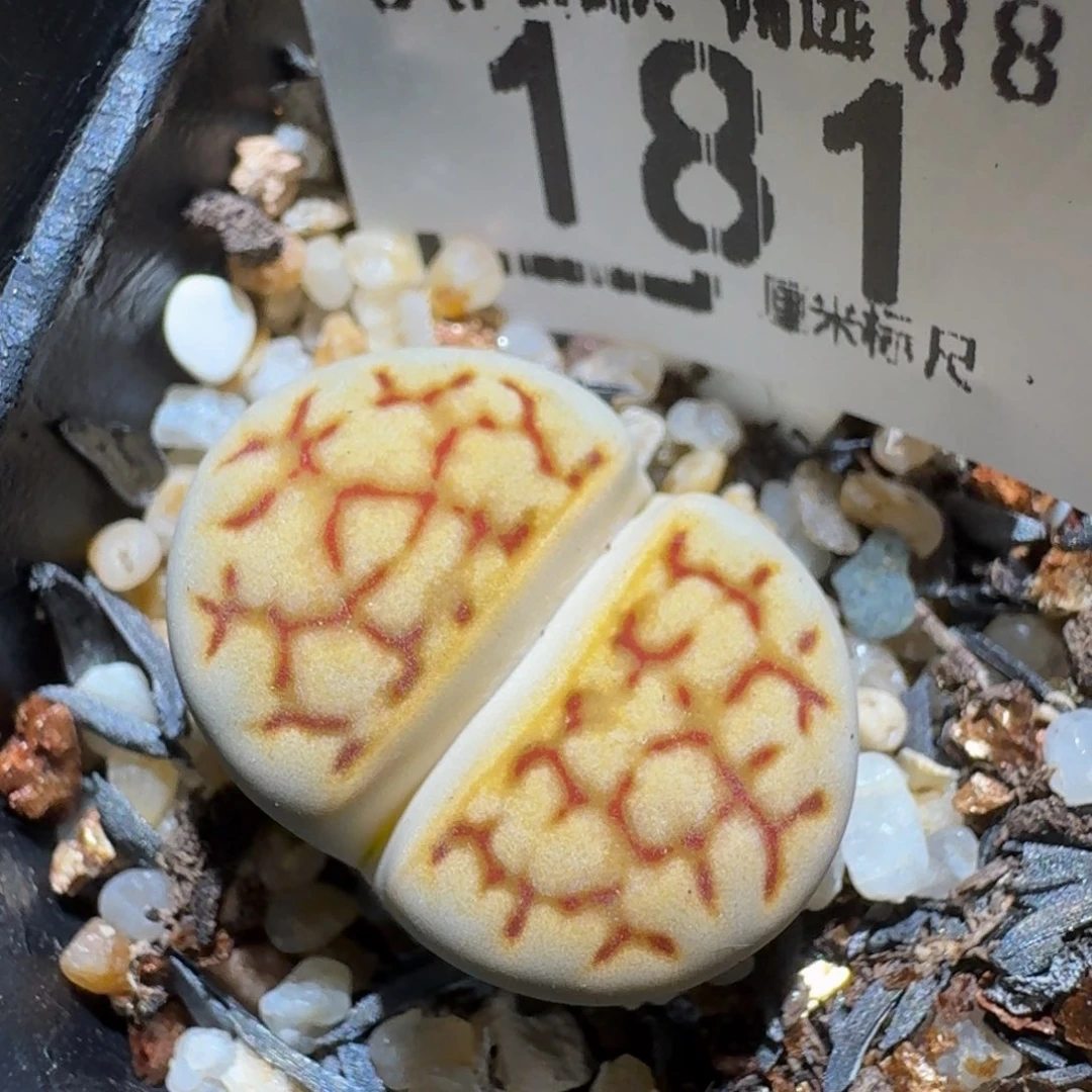 zzzzz生石花肉锥181