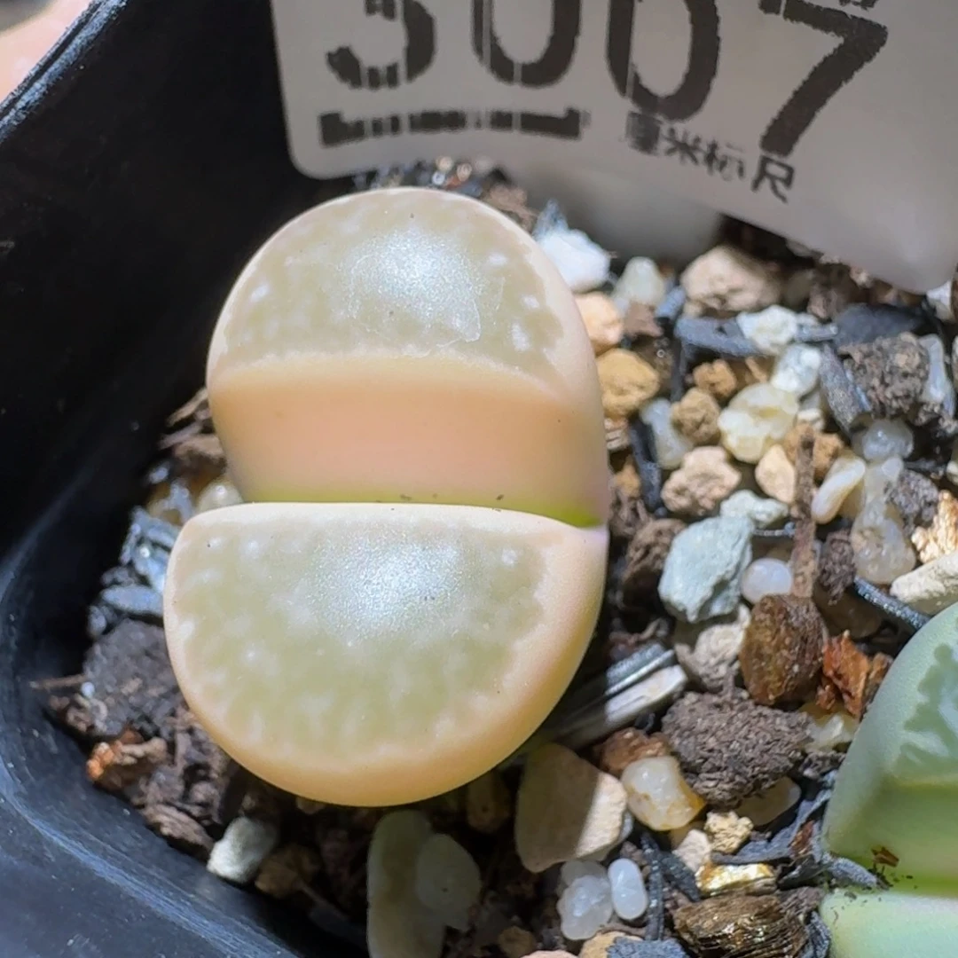 Ssss精品生石花饼3007