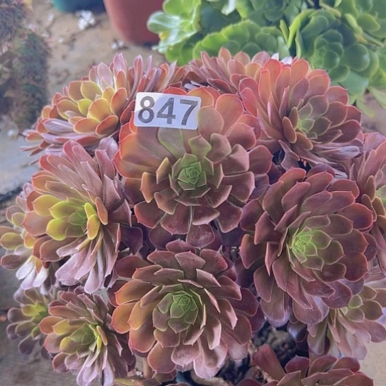 熊***姐多肉植物一个黑铜鼓