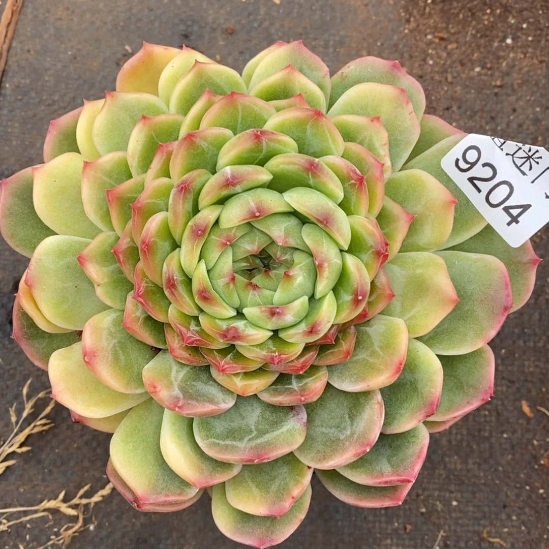 清***妈杂交精品多肉9204~13厘米