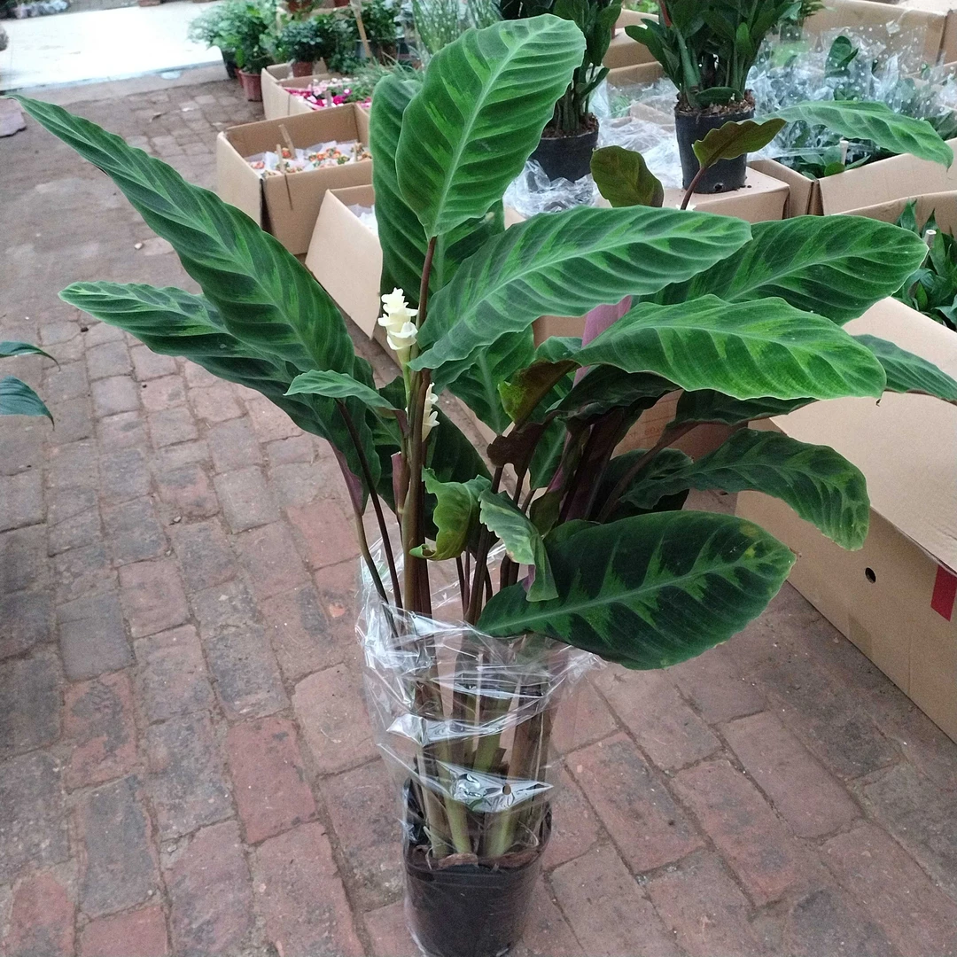 紫背天鹅绒竹芋室内观叶绿植盆栽耐阴好养可净化空气
