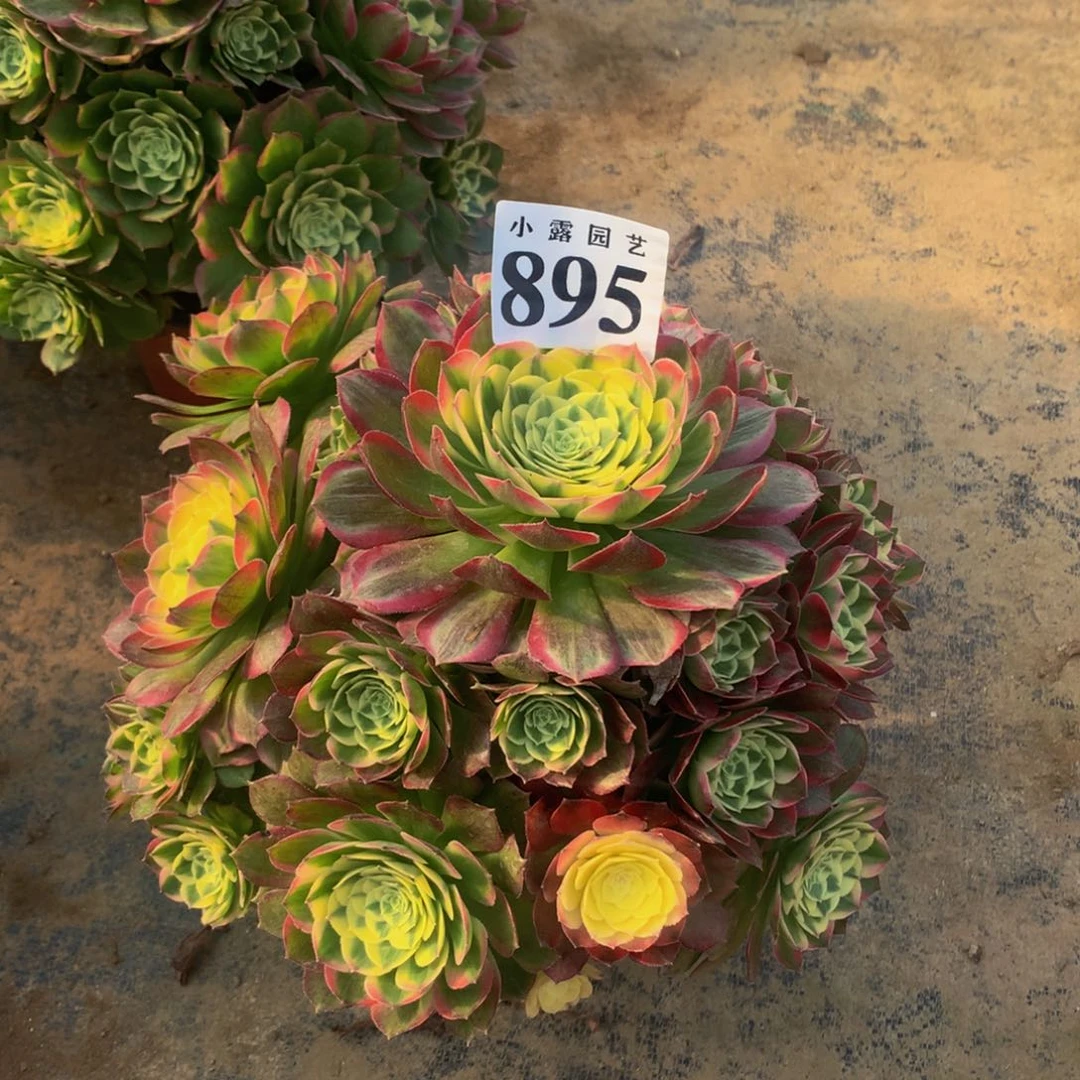 妞*x多肉海仙895.0000