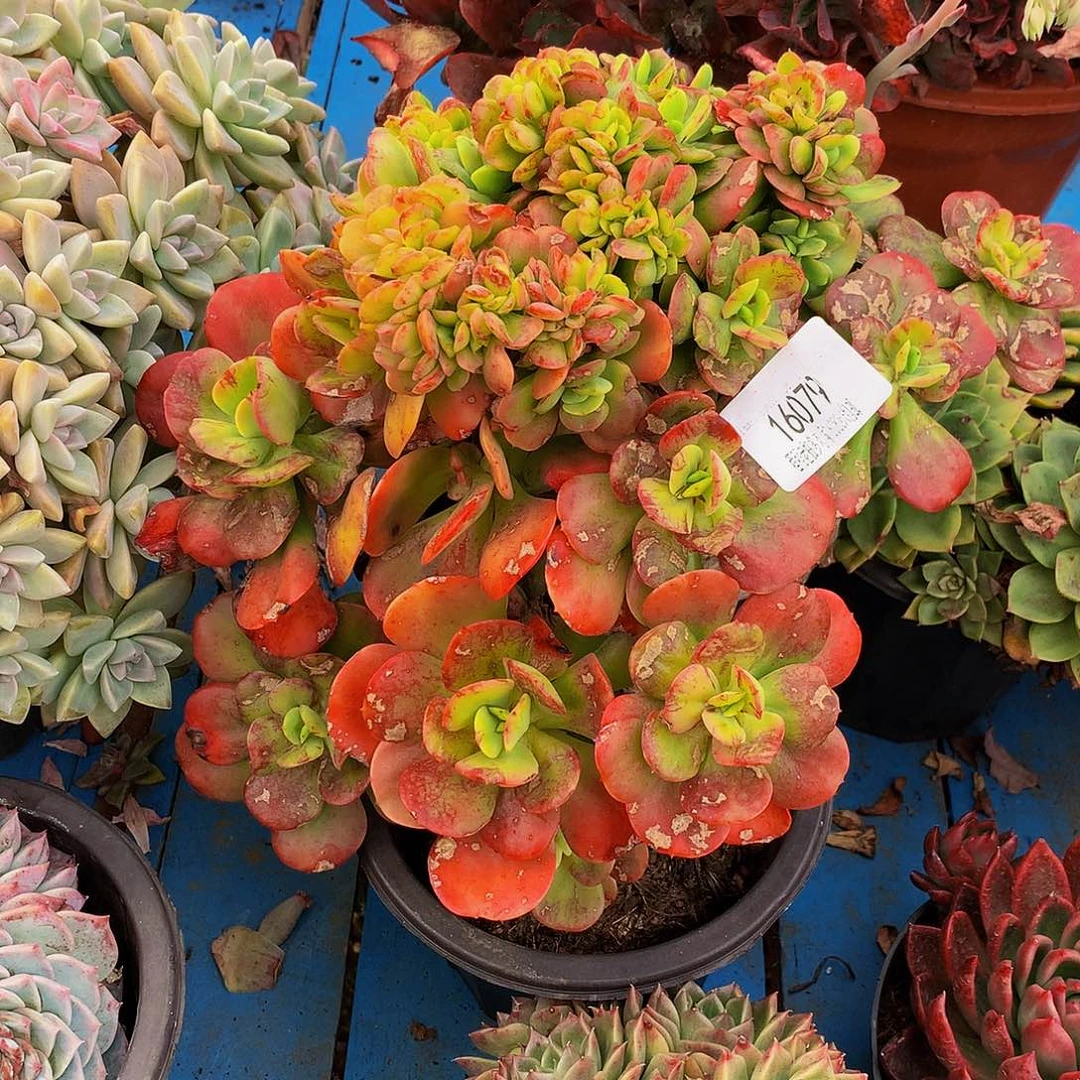 琼***红梅16079多肉多肉不售后