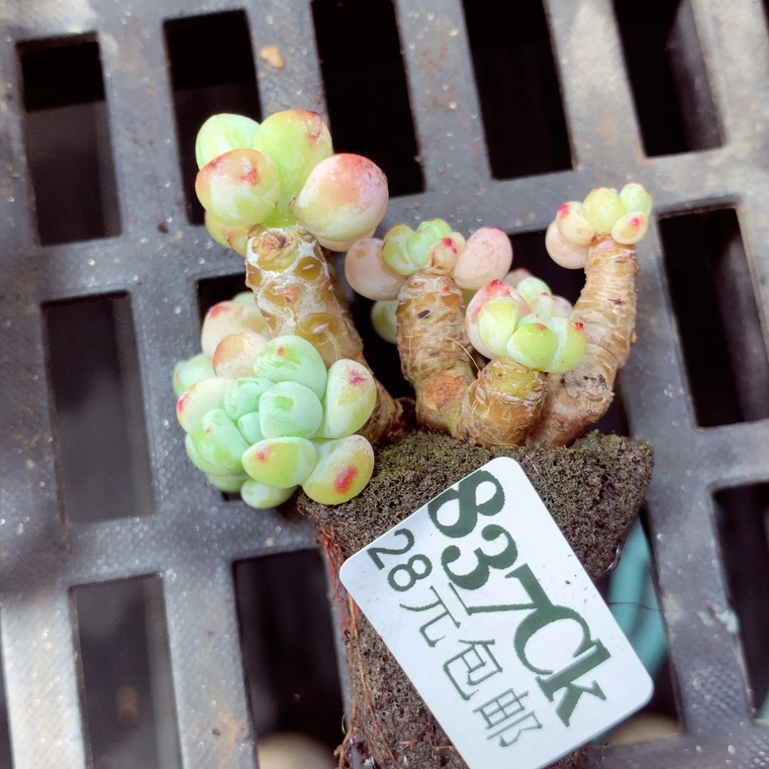 5厘米盆精控多肉837