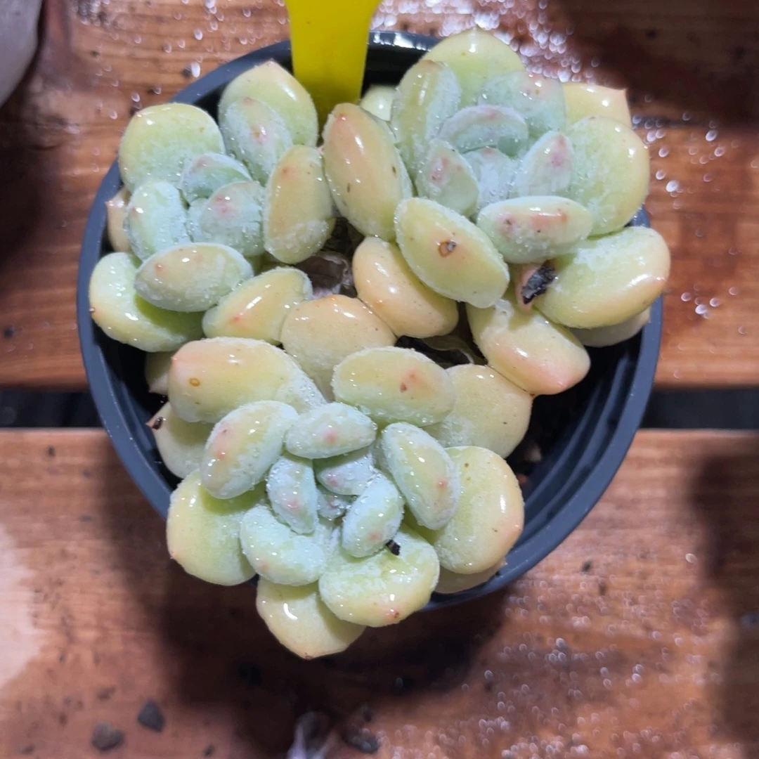 傻***এ云尘多肉一物一拍709