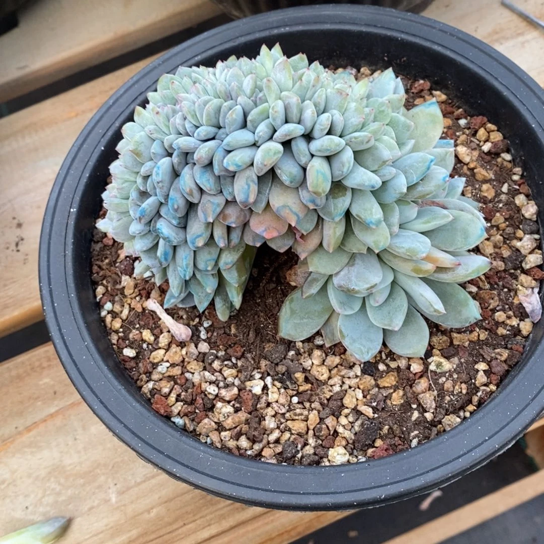 花***卷小虎多肉一物一拍星影