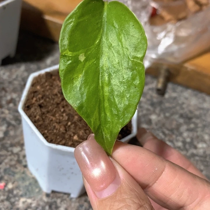 喔***嚯完全开放种子苗龟背竹