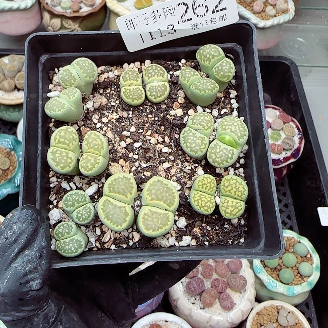 生石花满18包邮1113-262
