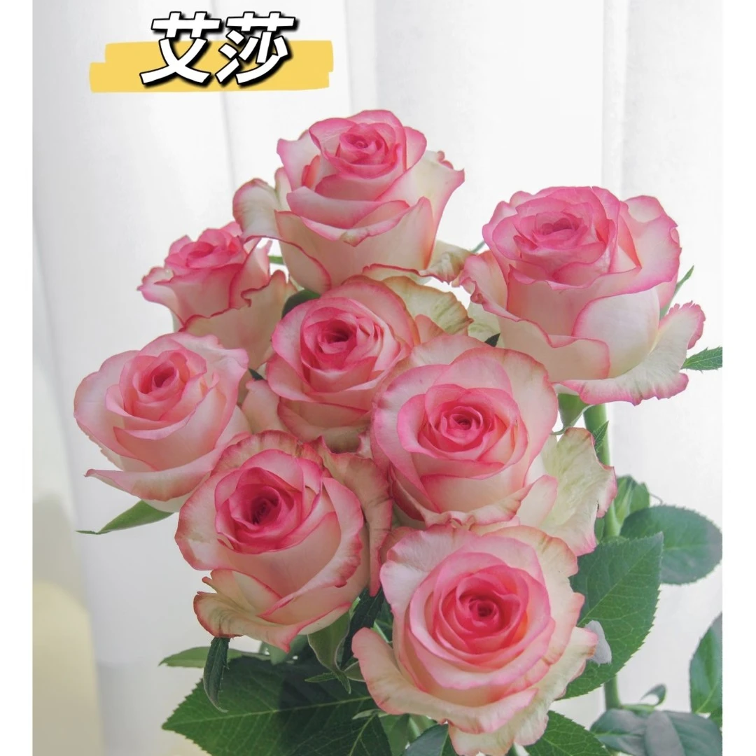 艾莎玫瑰 （居家办公优选）《东北基地发货》