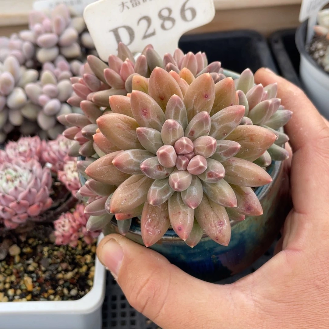 286暗纹不带盆10厘米