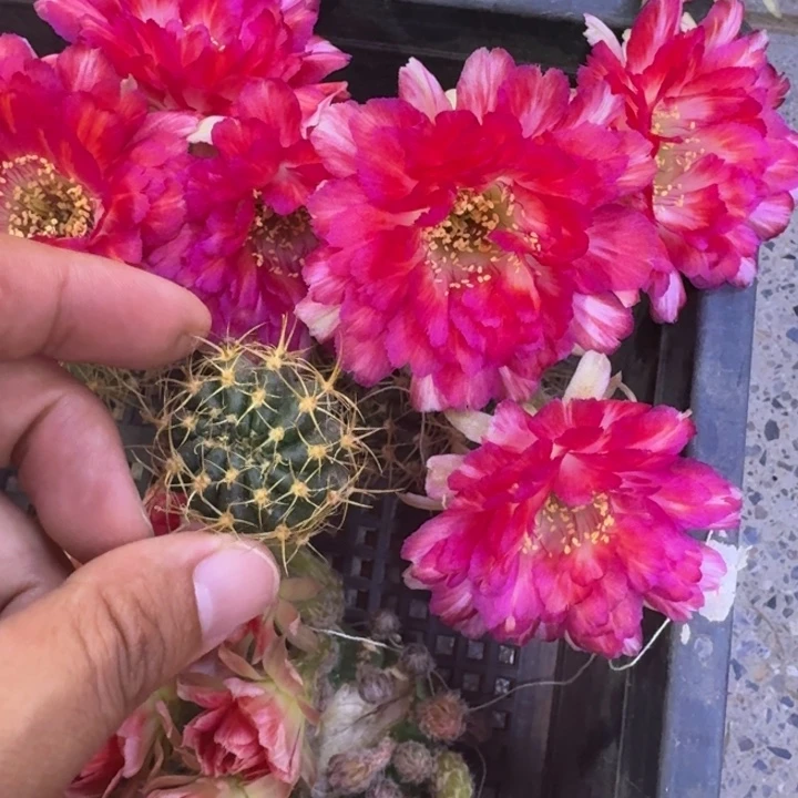 16丽花世界小姐歪2到3公分左右无根侧牙，20包邮