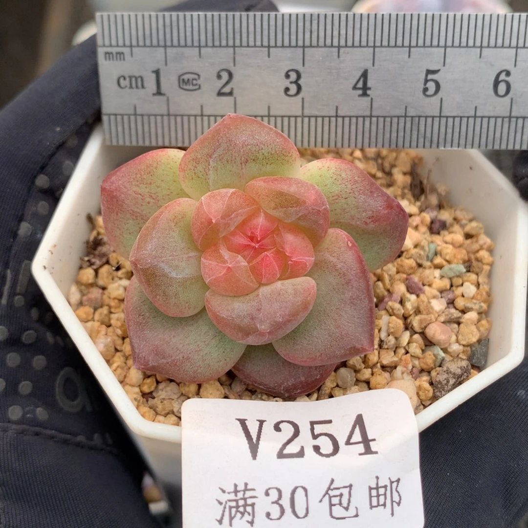 254。彩虹琥珀。双头。