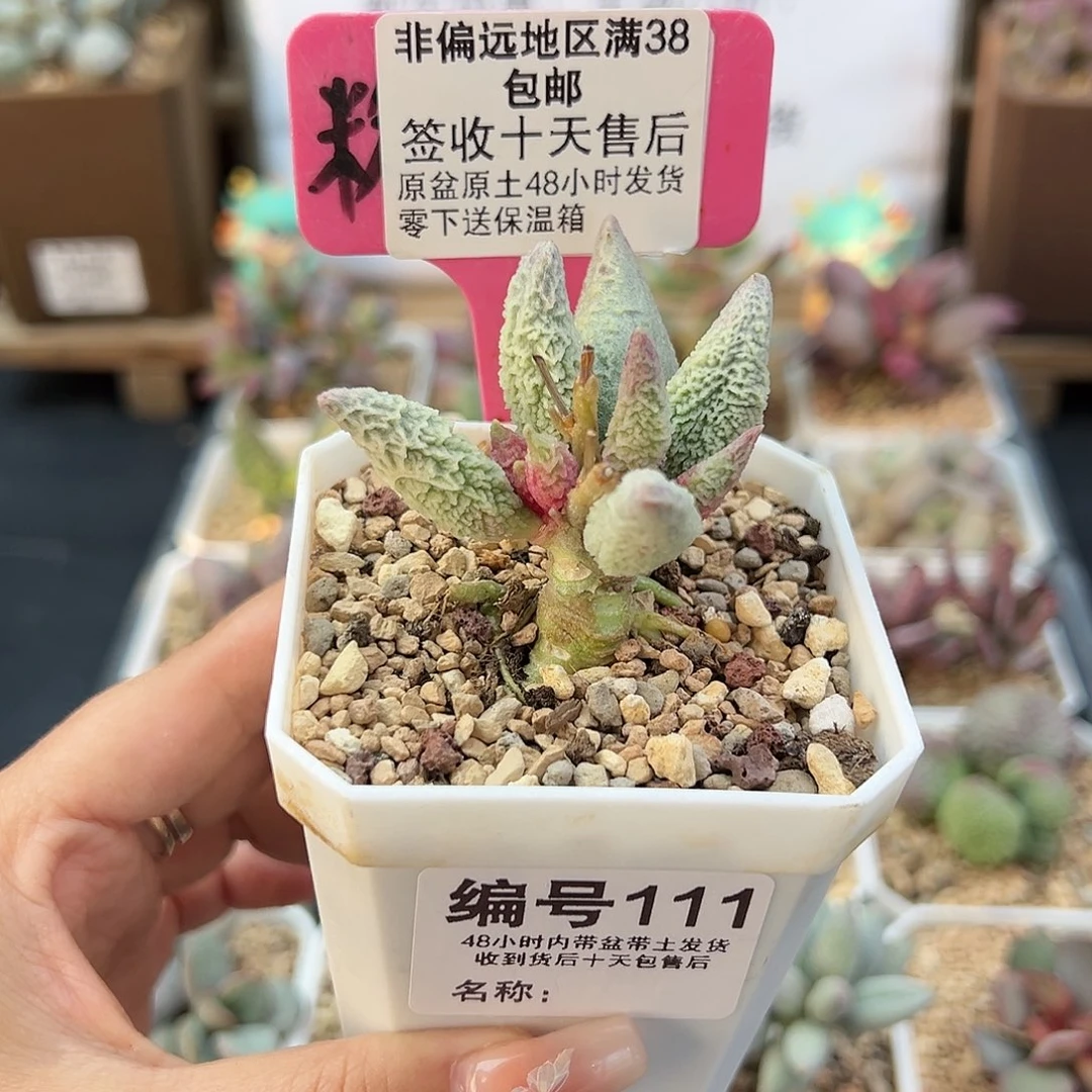 是**呀111融冰多肉植物