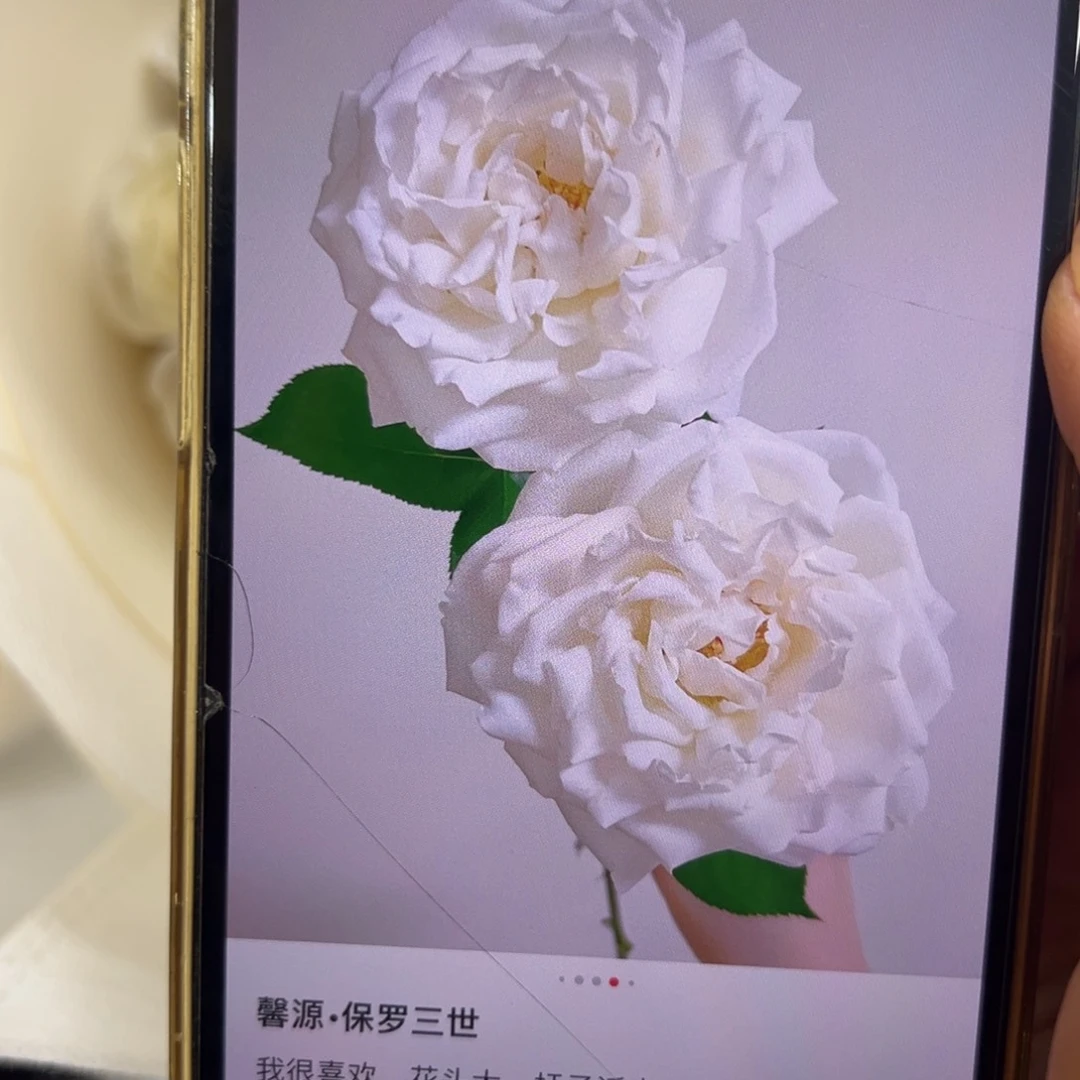 保罗三世 10支装 拍满三单包邮