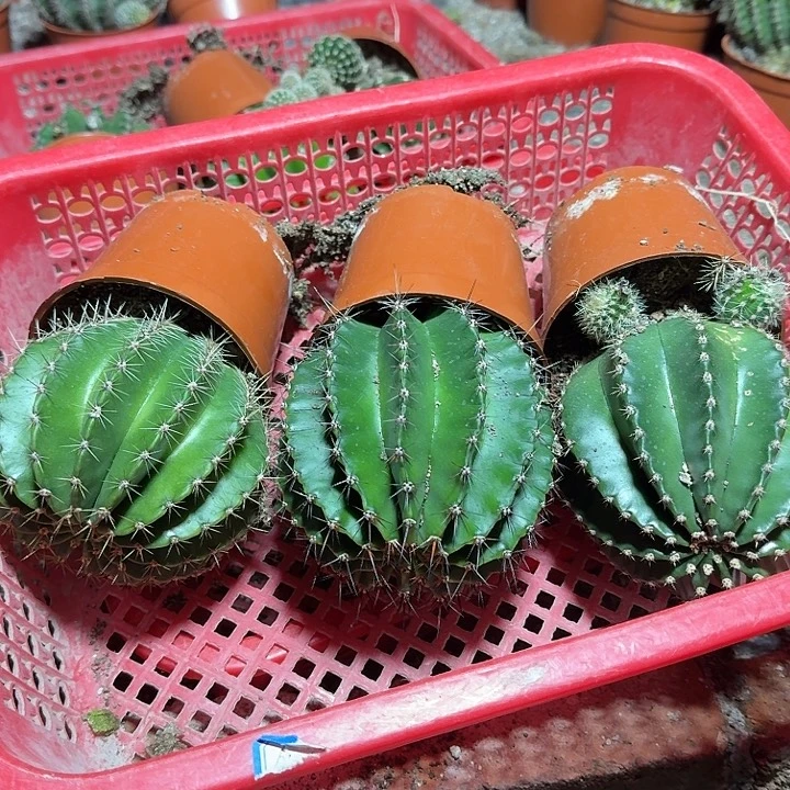 完***美无花朵彩草哈哈哈哈哈