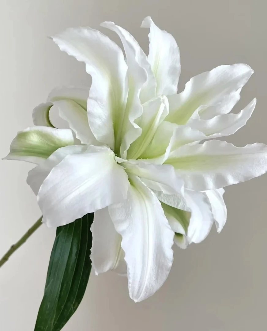 【白衣天使重瓣百合 】拍任意两单升级顺丰冷链 家用鲜切花插花