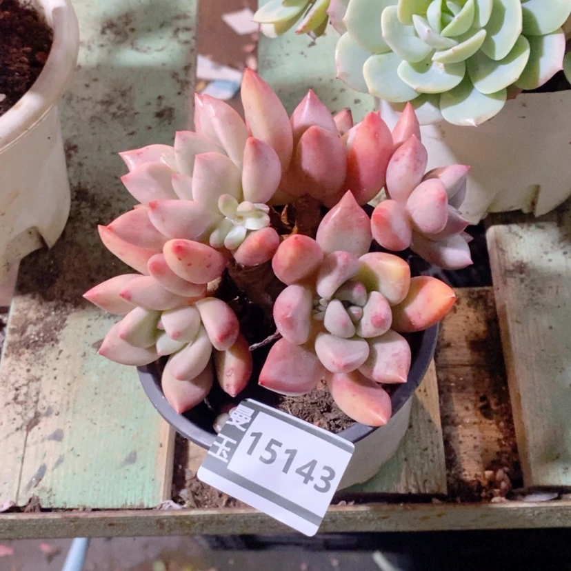 【闪购商品】香*儿桃花源15143