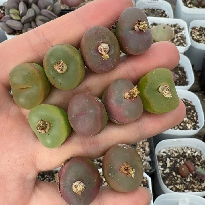 老马生石花彩毛2822