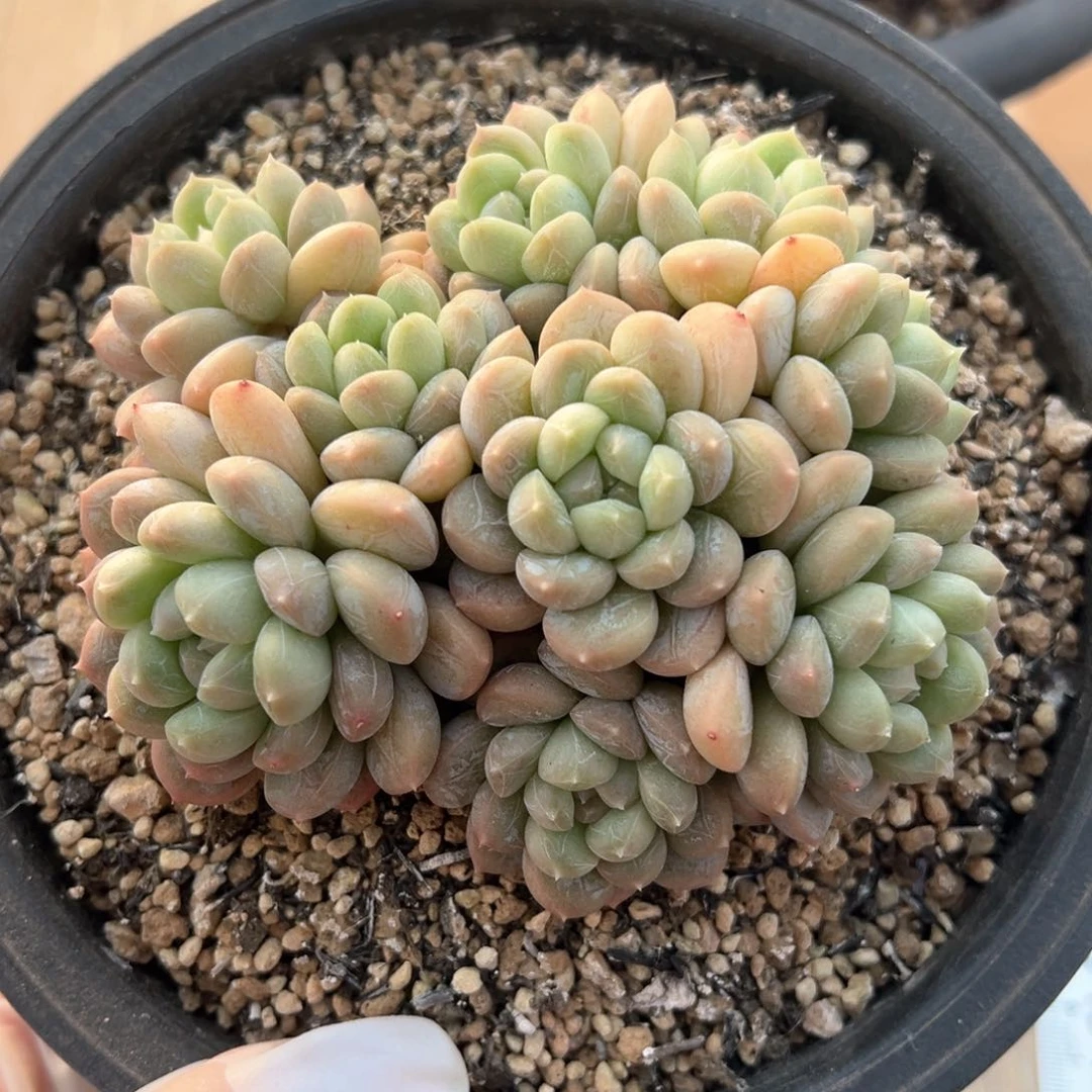 百达菲翠多肉植物