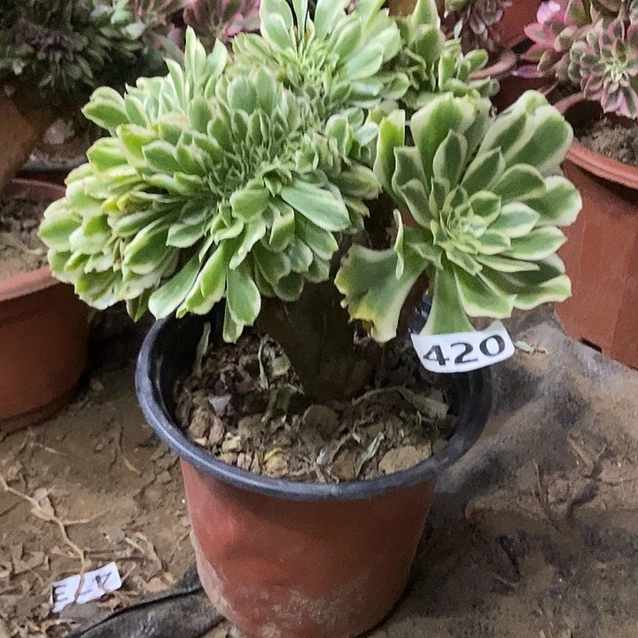 420颜宁老庄缀化特价