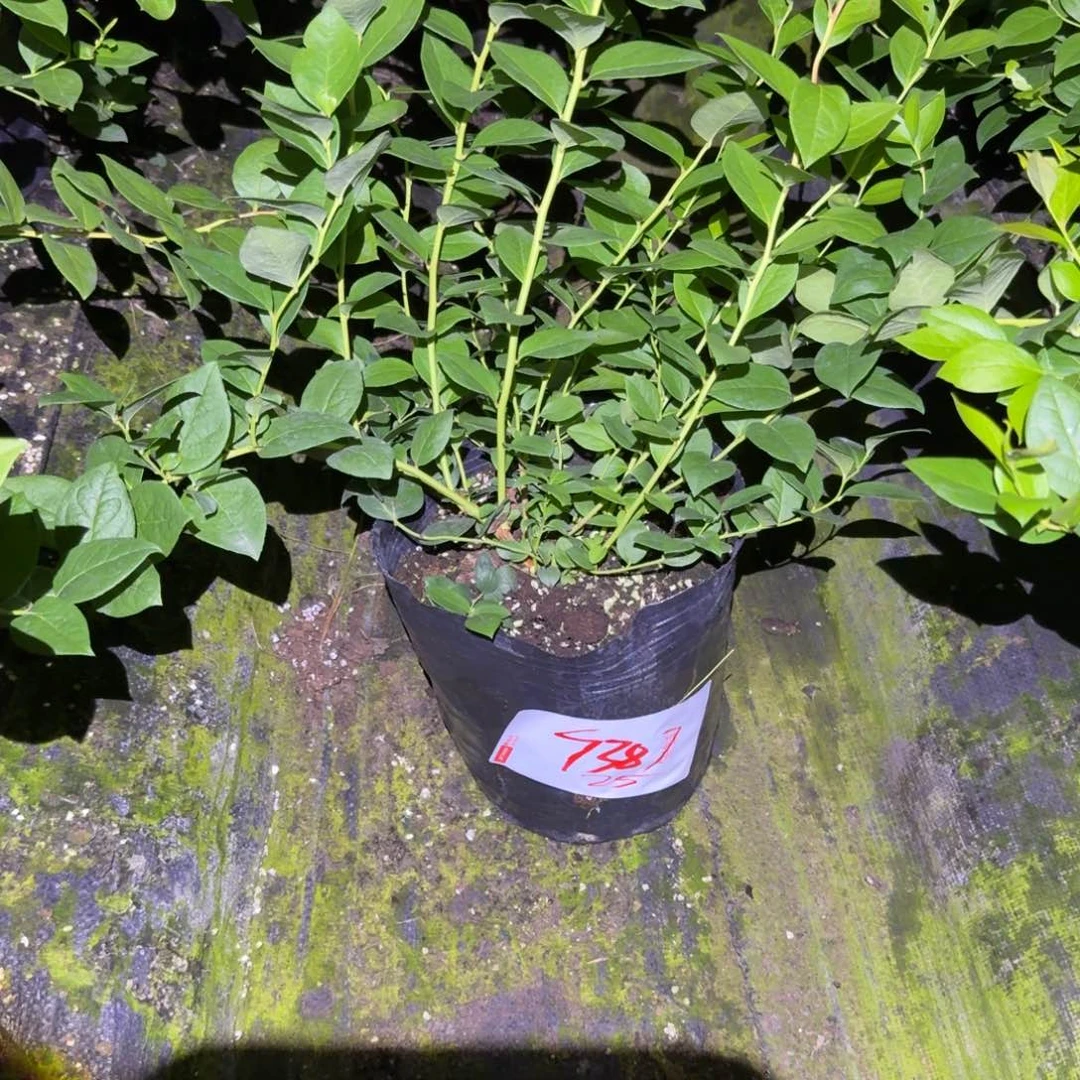 摩***刘大钵25一物一拍7381