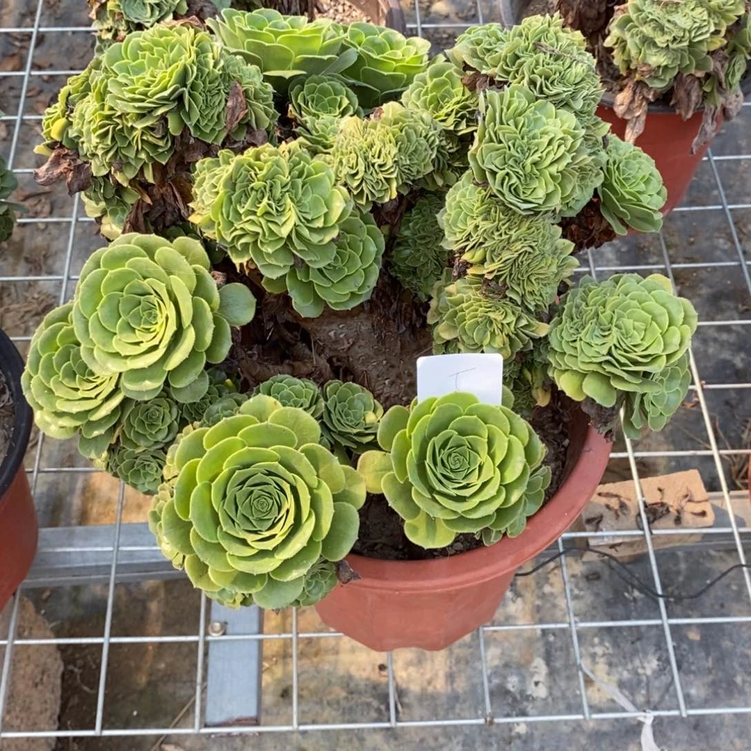 雨**虹多肉植物组合拼盘5