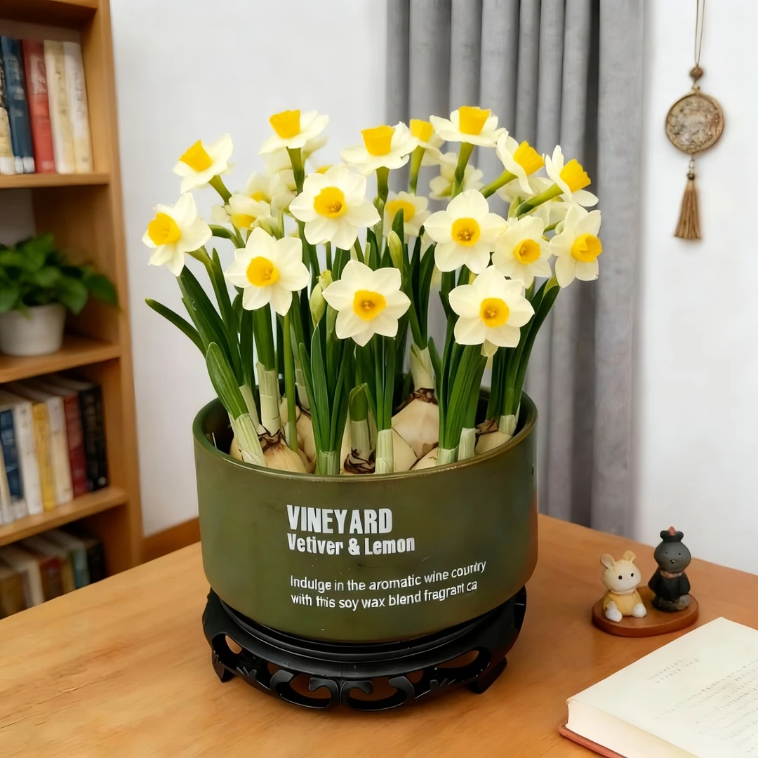 【带花苞】养护好漳州水仙花带叶浓香花卉耐寒室内外植物