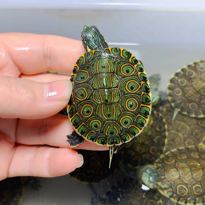 宠物龟母4.4大河甜甜