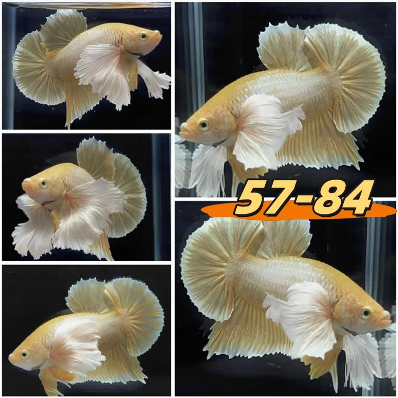 【57-84】直播间精选泰国斗鱼网红婚纱鱼半月鱼宠物观赏鱼简单好养