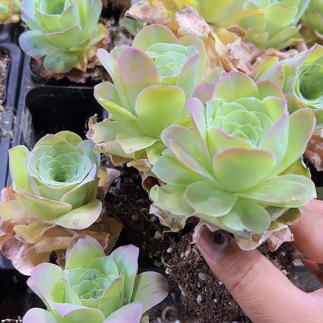 粉酒杯2个19包邮多肉