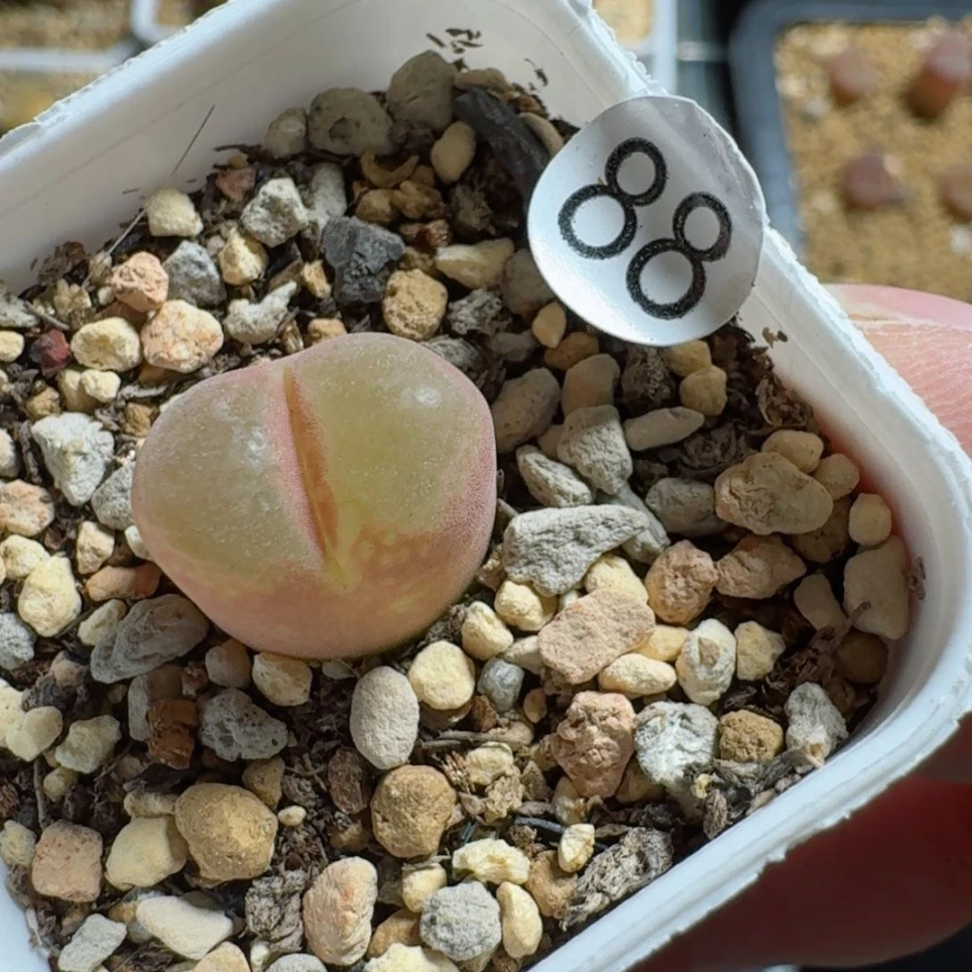 88......多肉......