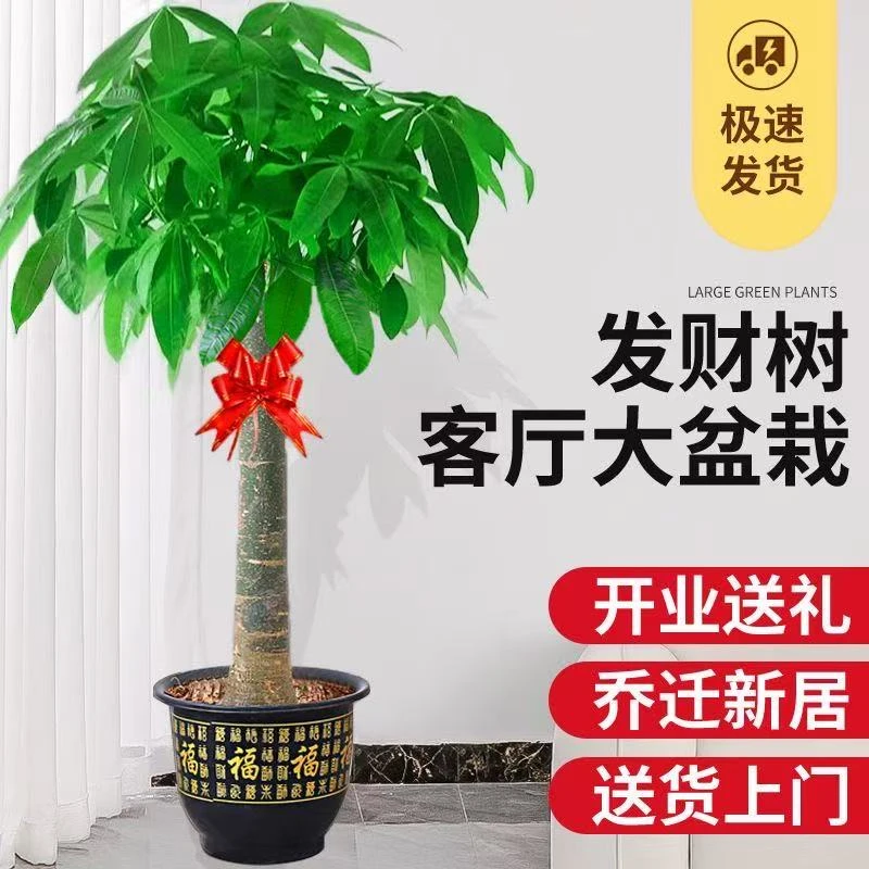 【1.3-1.5米】单杆发财树绿植盆栽大型植物客厅办公室开业乔迁送礼