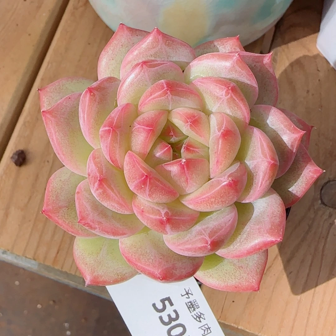 繁花，5303多肉植物