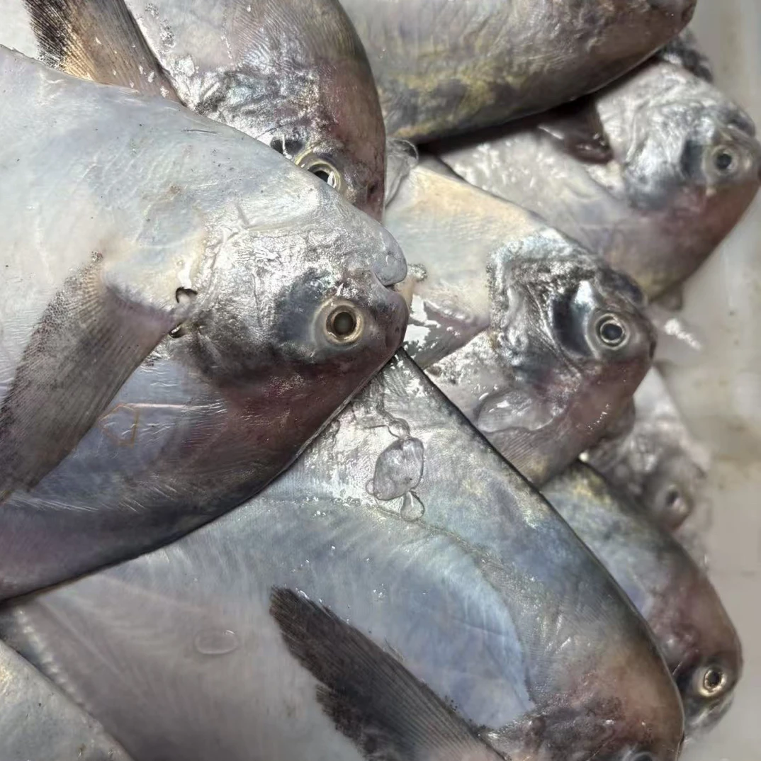 （不是白鲳）野生燕为鲳三鲳鱼更好吃，清蒸巨鲜嫩滑