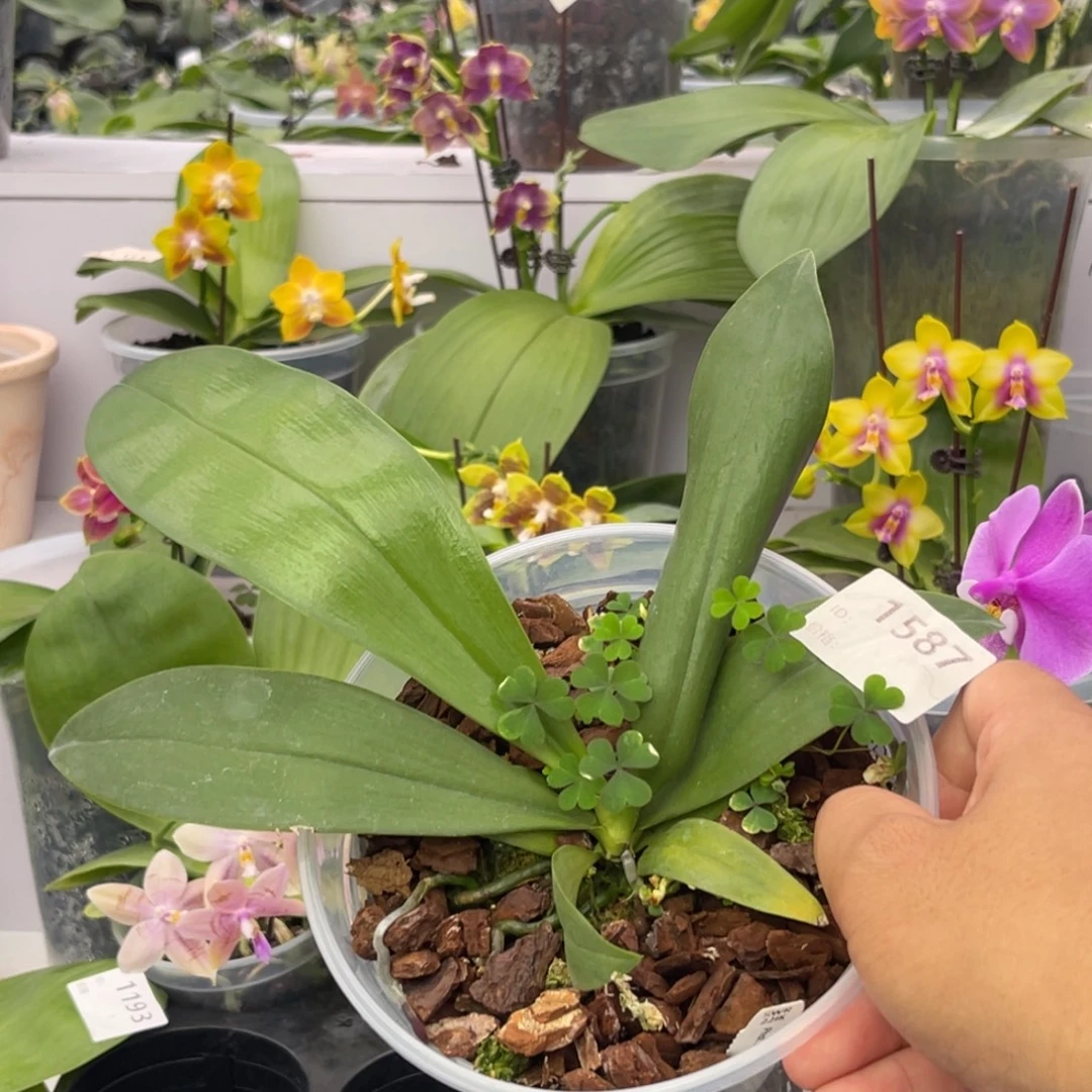 完全开放1587 5寸羞花 一物一拍