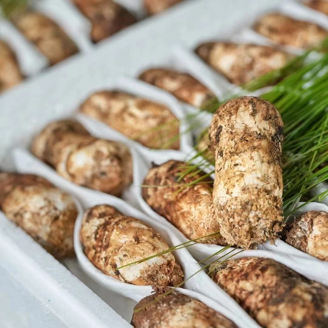 四川甘孜2025年出口级松茸菌菇野生菌批发大山滋味1公斤礼盒装