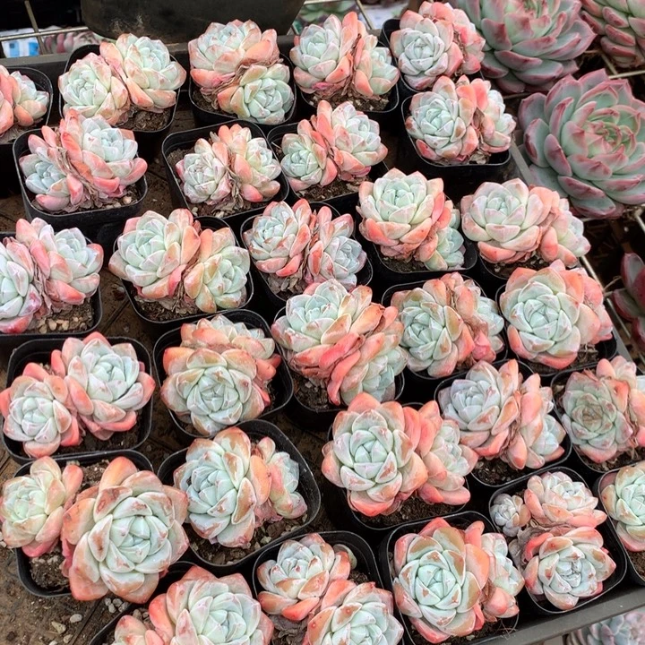 双头暗纹冰玉3颗两单包邮
