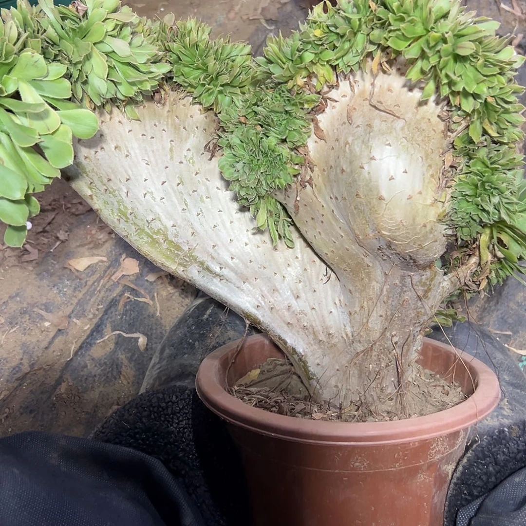 多肉341植物原始绿缀花