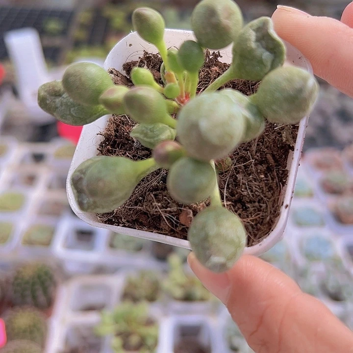 鼓槌19包邮多肉植物