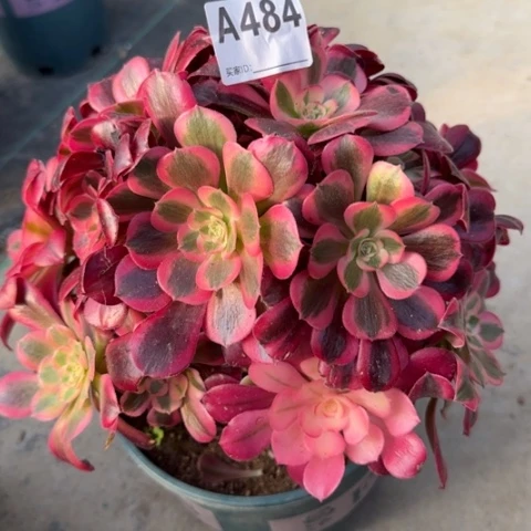 484美杜莎25厘米左右