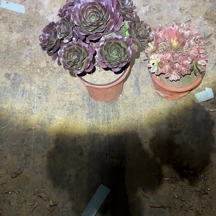 云***慧不包侧枝一物一拍47