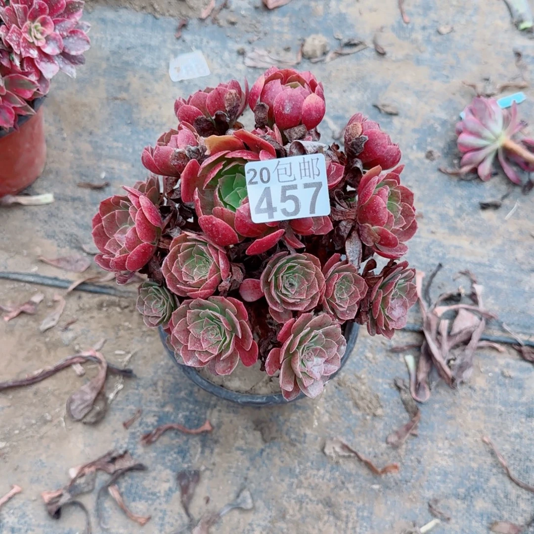 赤焰莲457满20包邮断枝不包