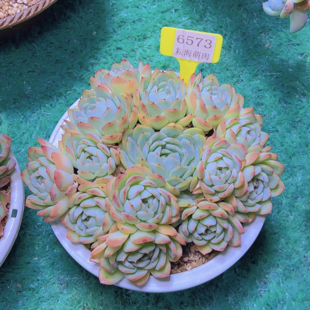莎莎6573多肉植物