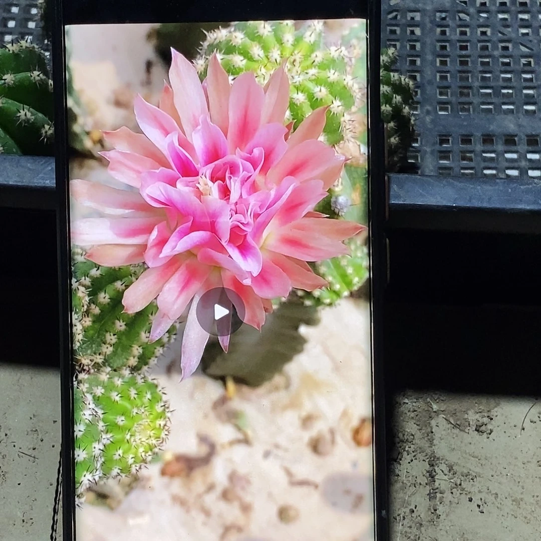 彩 开心一号侧芽歪20包邮/4–5公分