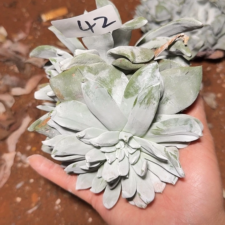 3代杂交仙女杯多肉福利辞退瑕疵