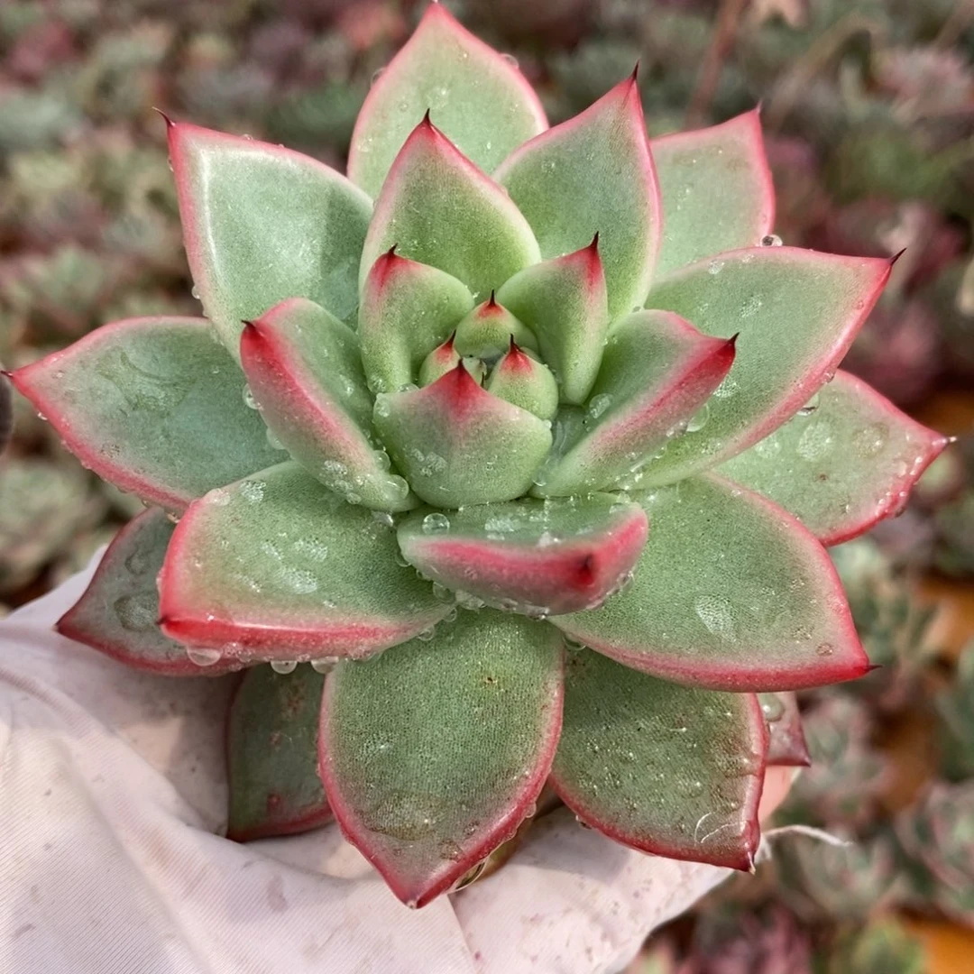 无花朵357 号东云系多肉植物