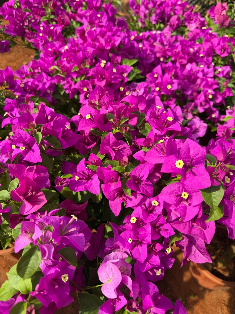 【三角梅】护心土球发货【不带花】运输途中掉花落叶正常介意慎拍