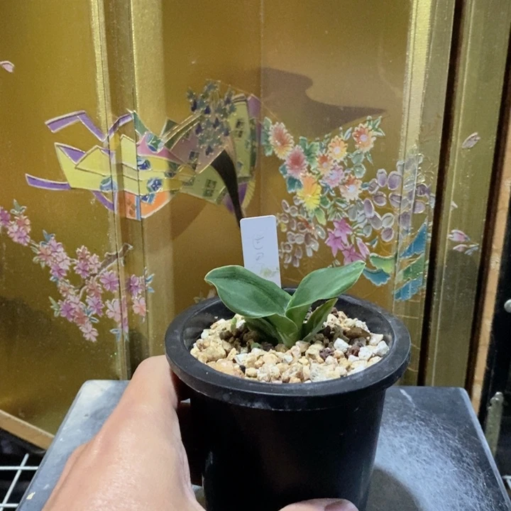 庿***人无花朵jhhjjjjjkkk