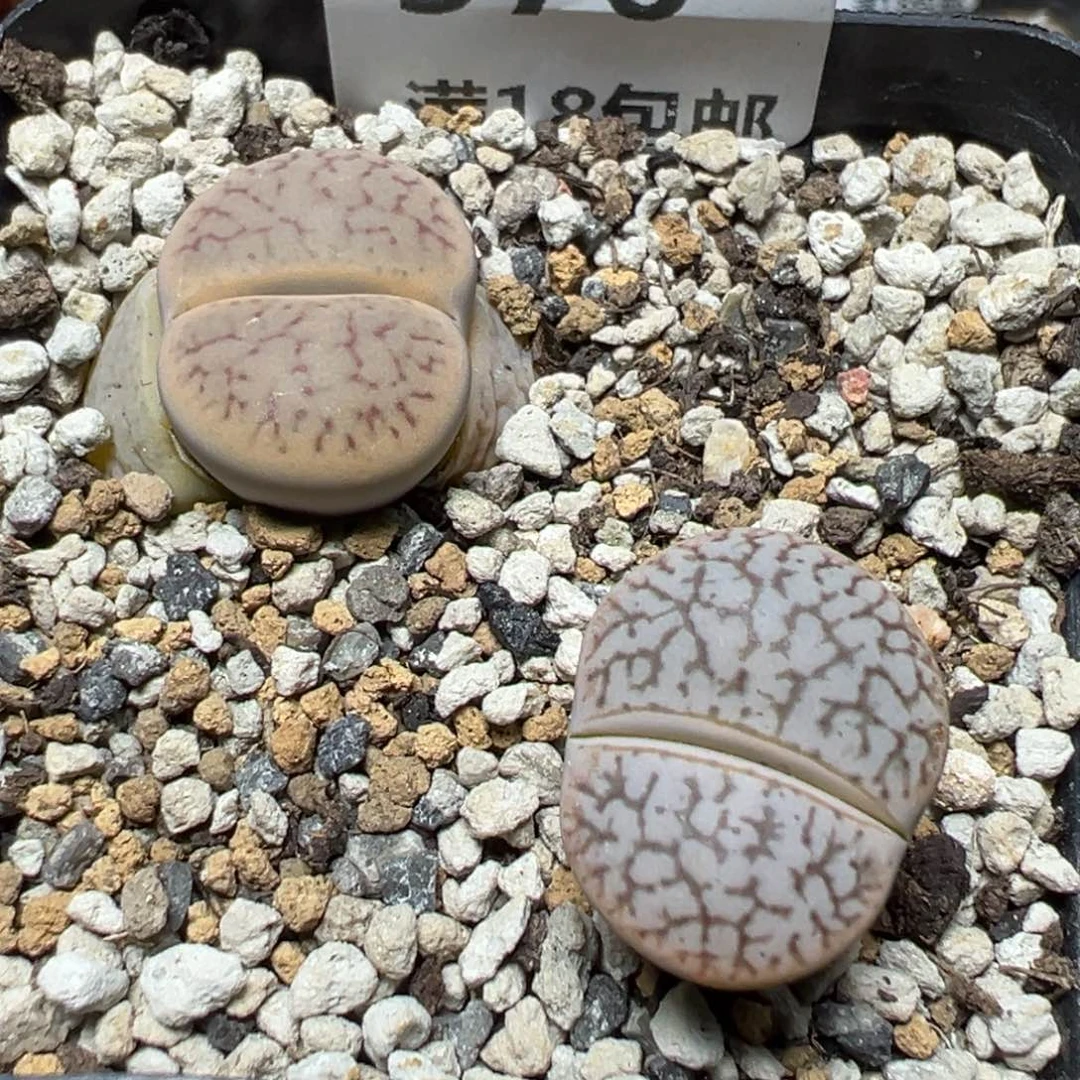 【闪购商品】 576。